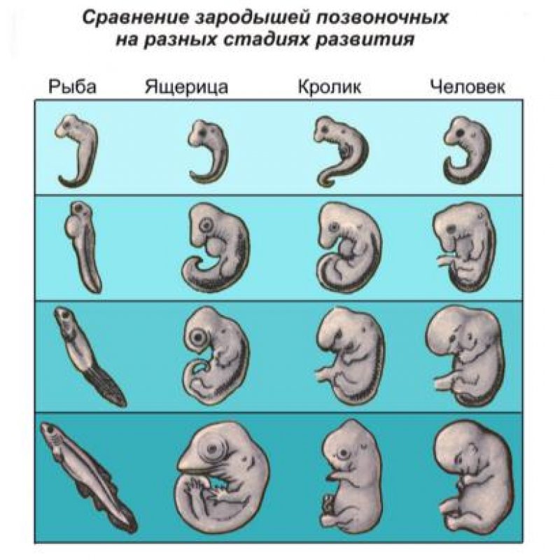 Зародыш человека и животных сходства и различия. Перечислите сходства зародышей у позвоночных. Сходства и различия зародышей человека. Перечислите сходства зародышей у позвоночных. Перечислите сходства зародышей у позвоночных.