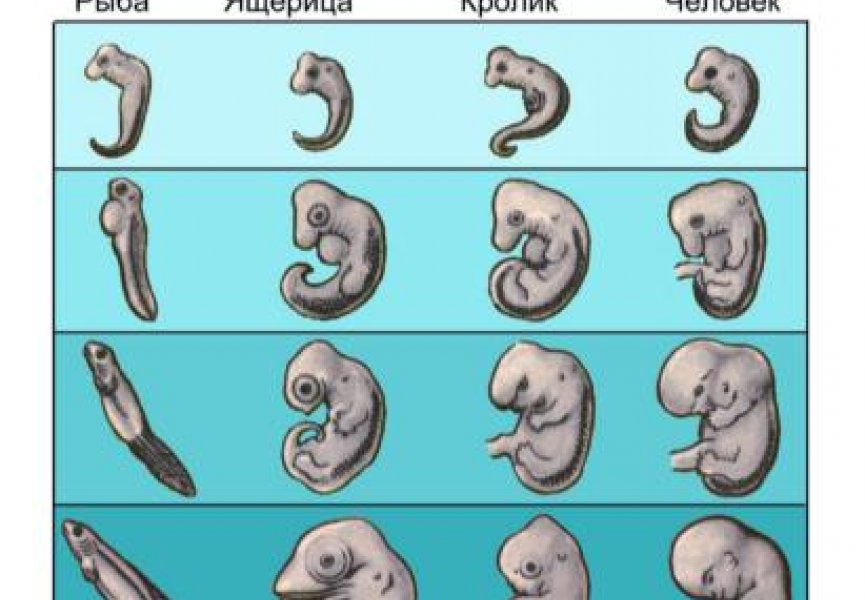 Стадии развития эмбрионов позвоночных. Стадии развития зародыша позвоночных. Сходство эмбрионов позвоночных. Зародыши позвоночных сравнительная таблица.