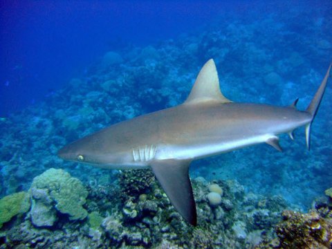 Ученые разгадали секрет быстрого плаванья акул
