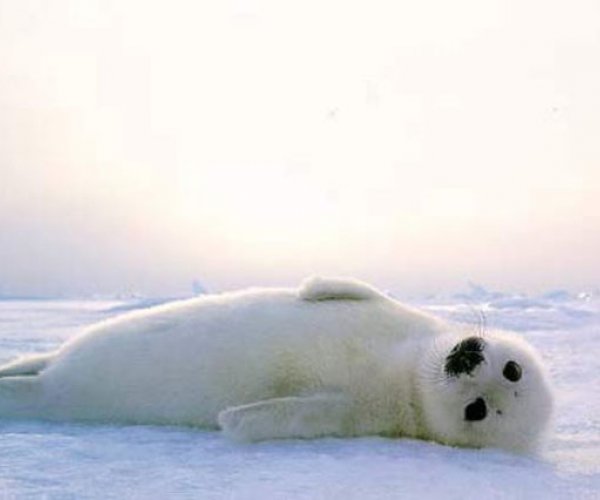 Скоро самкам гренландского тюленя будет негде рожать
