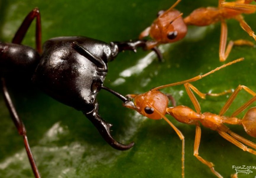 В войне с термитами африканские муравьи используют химическое оружие