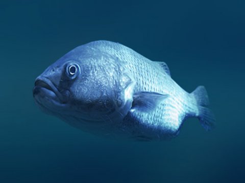 Влияет ли свет на смену пола у рыб