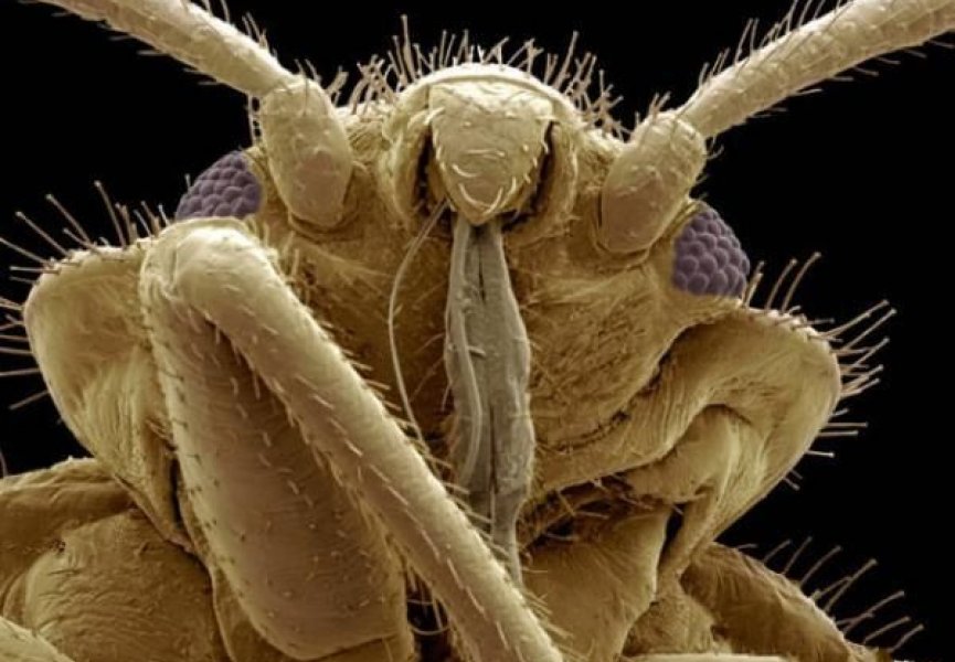 Ученым удалось произвести муравьев-суперсолдат