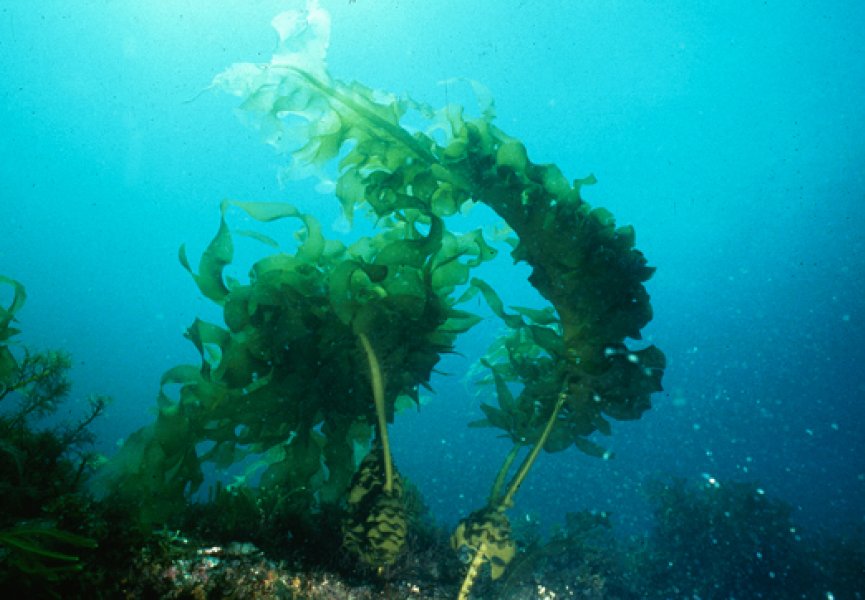 Морские сорняки могут приносить пользу