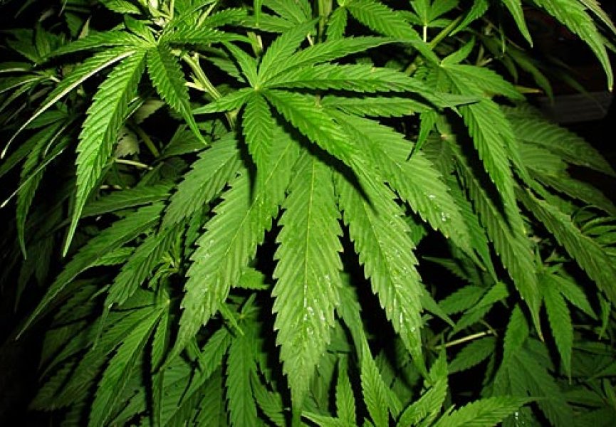 Ученые выведут «медицинскую» марихуану