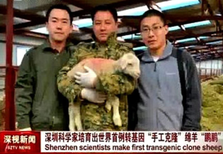 Китайские генетики вывели новую породу овец