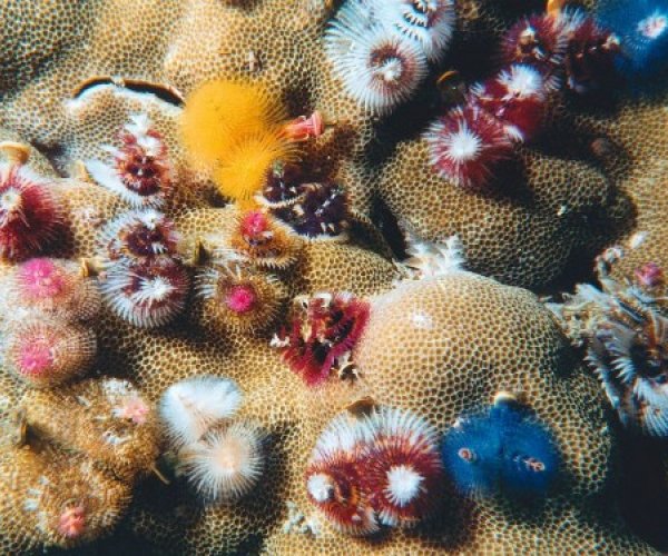 Благодаря анализу морских червей появилась возможность изучить бактерии человека