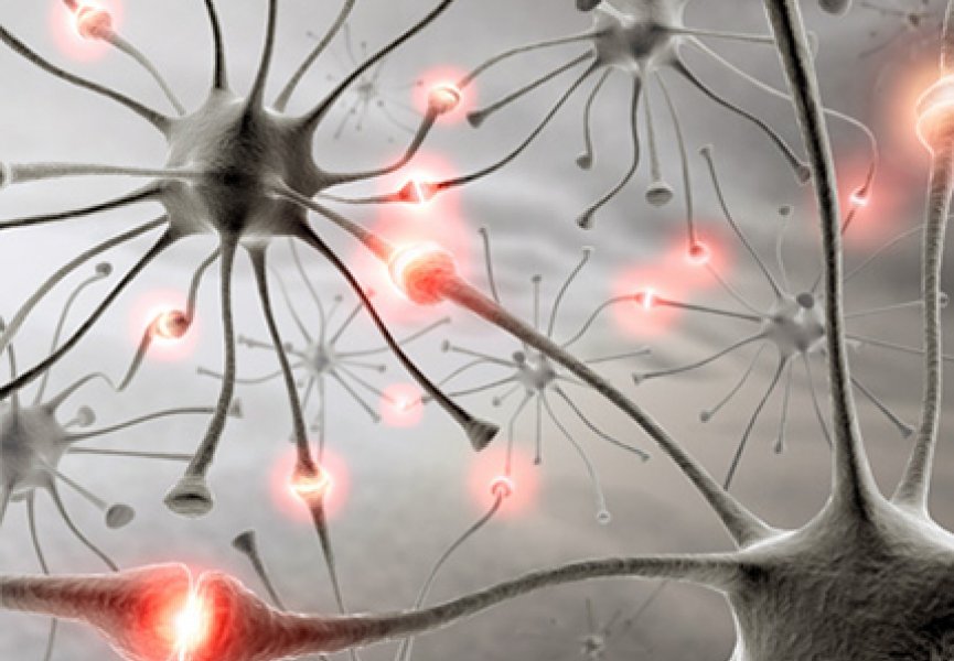В коре мозга были обнаружены так называемые нейроны-близнецы