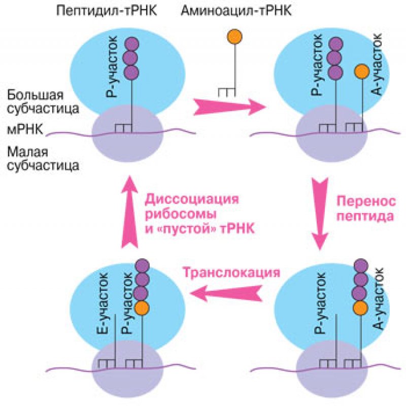 Трансляция т рнк. Пептидил ТРНК. Аминоацил и пептидил ТРНК. Транслокация в трансляции. Аминоацил ТРНК.