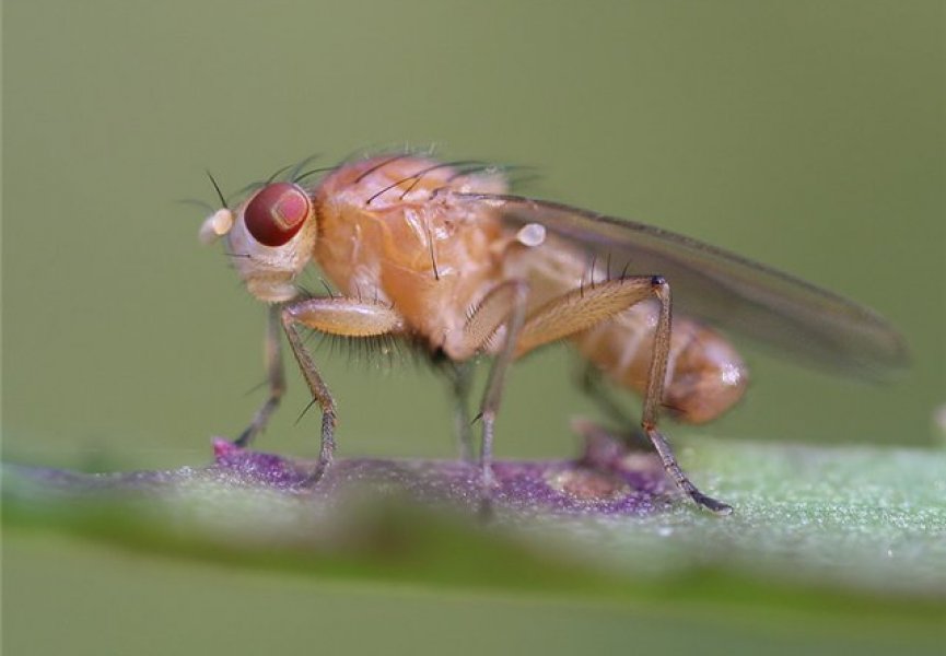 Ученым удалось доказать способность мух к счету
