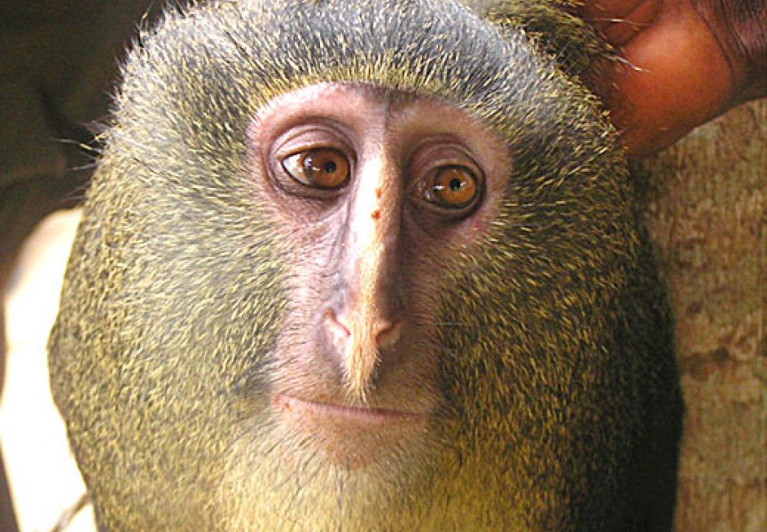 Cercopithecus lomamiensis – новый вид приматов