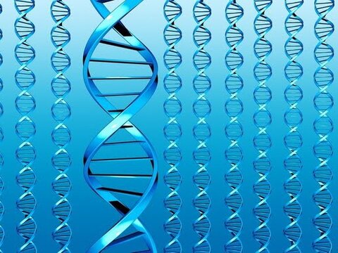 Благодаря теории информации разгадать человеческий геном станет легче