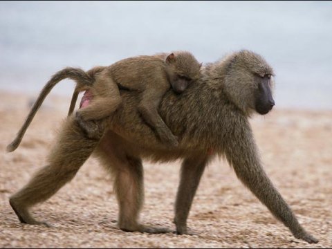 Дружелюбие у бабуинов влияет на продолжительность их жизни