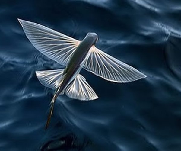 Ученые нашли самые древние останки летучей рыбы