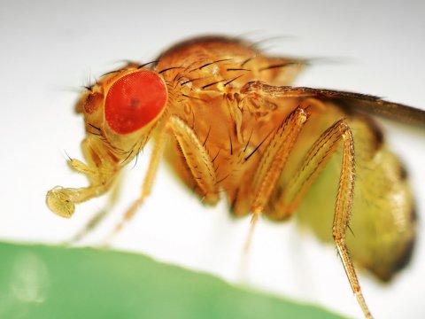 У мух существует необычный тип связи между нейронами