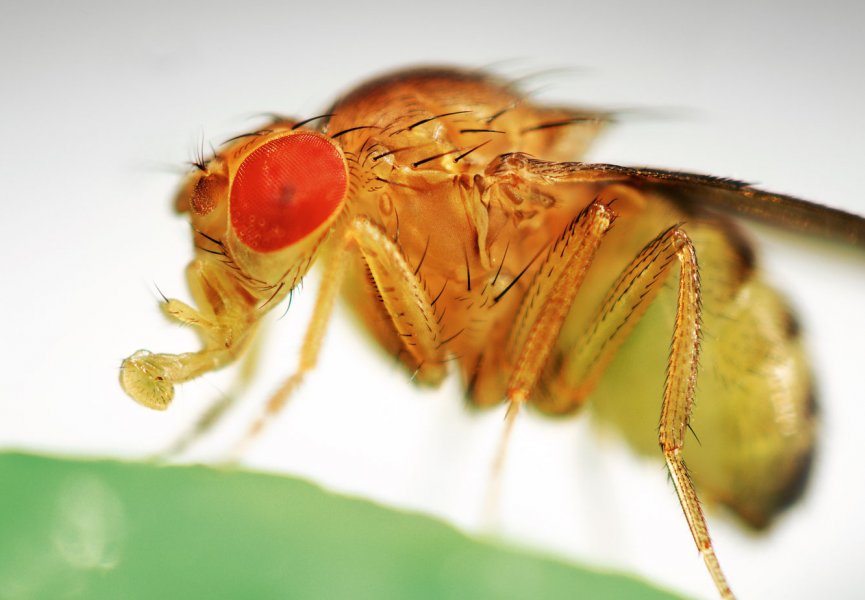У мух существует необычный тип связи между нейронами