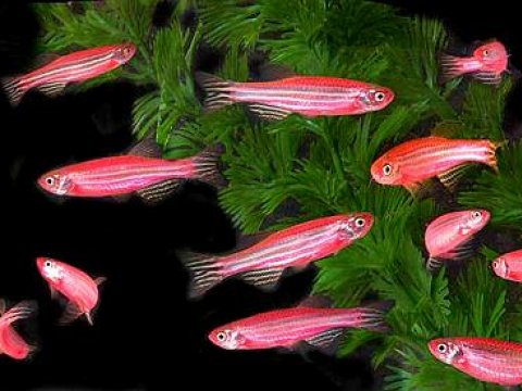 Генетики смогли превратить плавники рыб в конечности