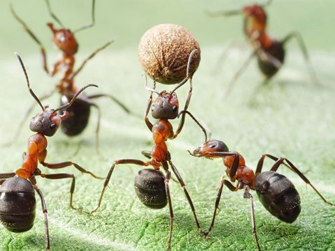 Генетический материал муравьев содержит «супер» ген