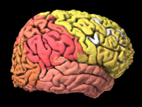 Немецкий невролог нашел участок мозга, отвечающий за насилие