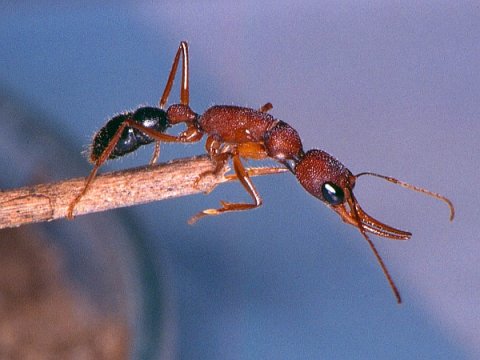 По мере взросления муравьи меняют 