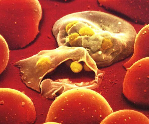 Обнаружен новый вид малярийного плазмодия