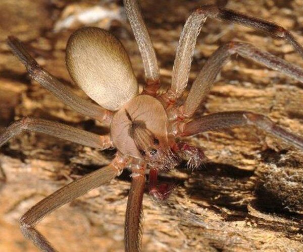 Бразильцы создали синтетическое противоядие от укуса пауков