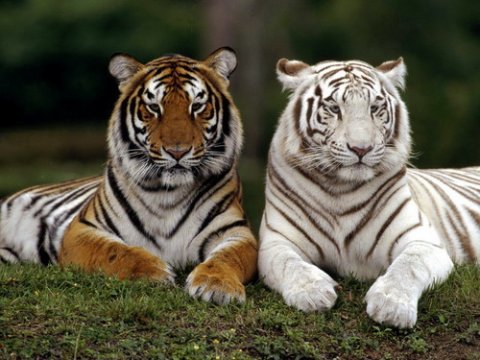 Разгадана тайна окраски белых тигров