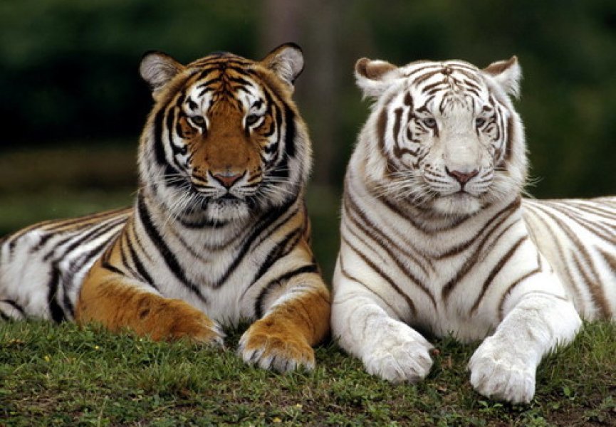 Разгадана тайна окраски белых тигров