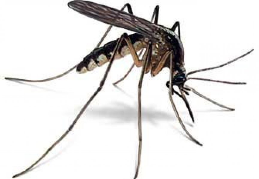 «Современные» комары больше не будут кусать человека