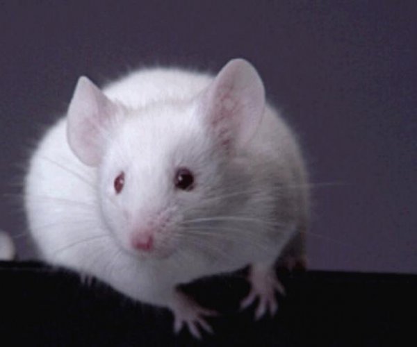 Ученым удалось клонировать мышь из капли периферической крови