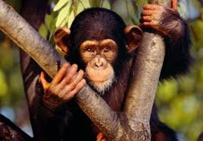 Шимпанзе и орангутанги могут помнить свое прошлое