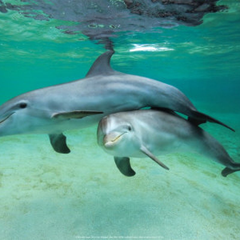 Спаривание дельфинов крупным планом