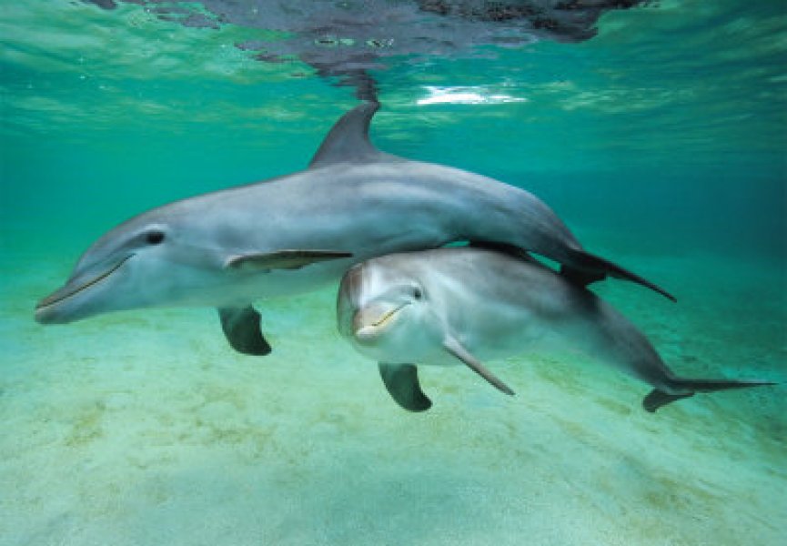 Дельфины дают друг другу имена