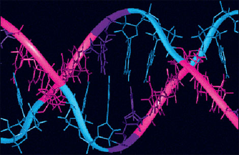 Ученые: «За счет отцовских генов формируется плацента»