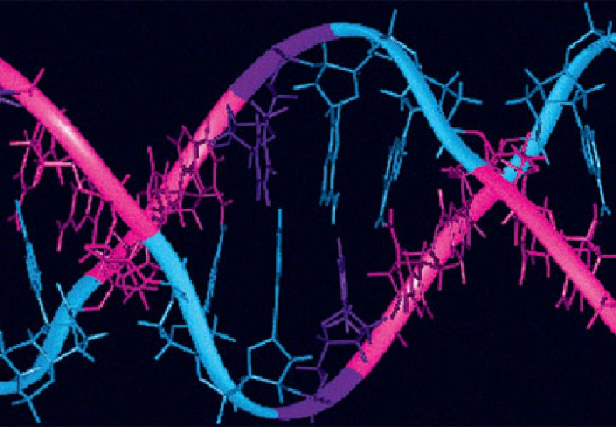 Ученые: «За счет отцовских генов формируется плацента»