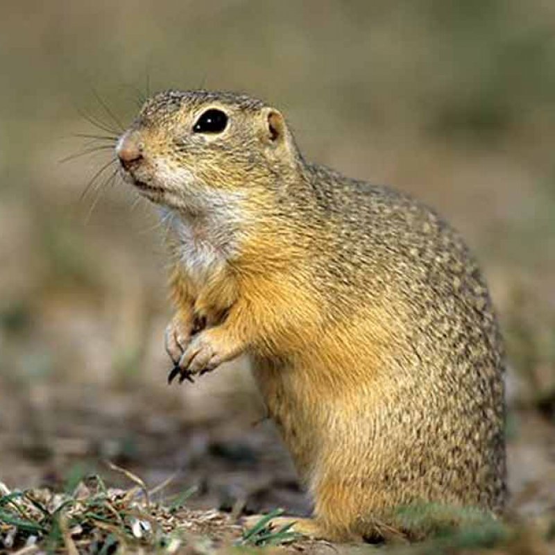 Даурского суслика (spermophilus dauricus. Грызун из казахстана 6 букв. Грызун из казахстана 6 букв. Грызуны казахстана фото. Пустынный гунди.