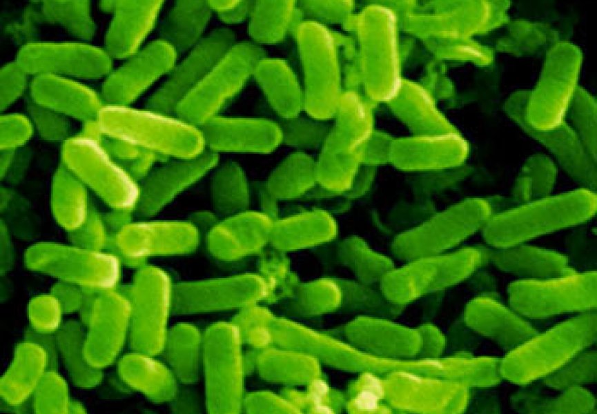 Бактерии в состоянии синтезировать бензин