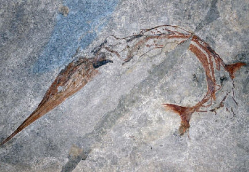 У древних рыб обнаружили интересную закономерность