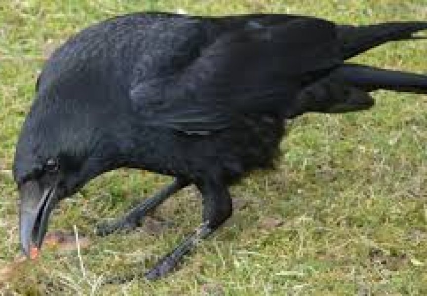 Биологи выяснили механизм интеллектуальной деятельности птиц семейства врановых