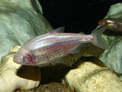 Что же заставляет рыб эволюционировать быстрее
