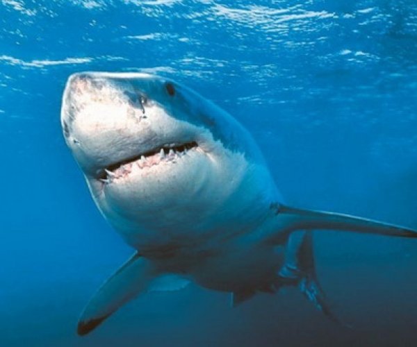 Белые акулы живут дольше чем считалось ранее