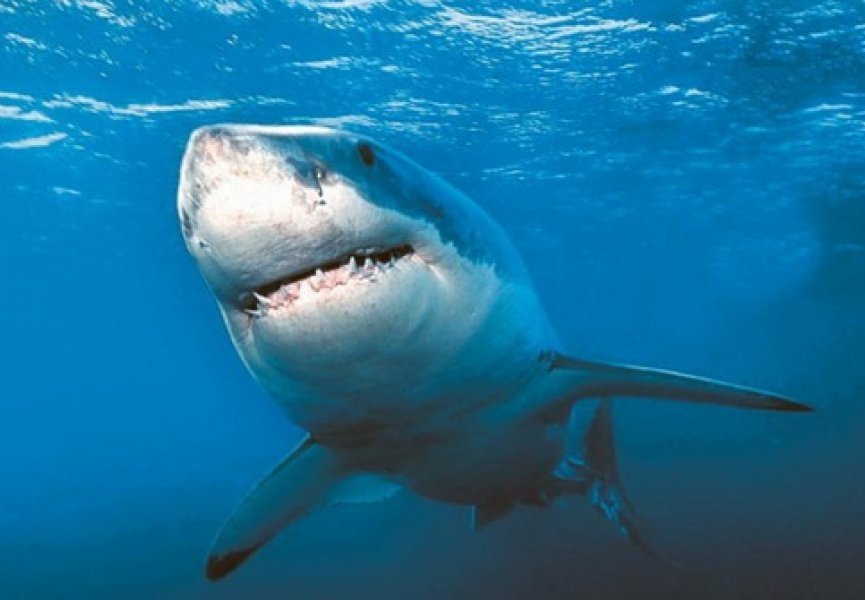 Белые акулы живут дольше чем считалось ранее
