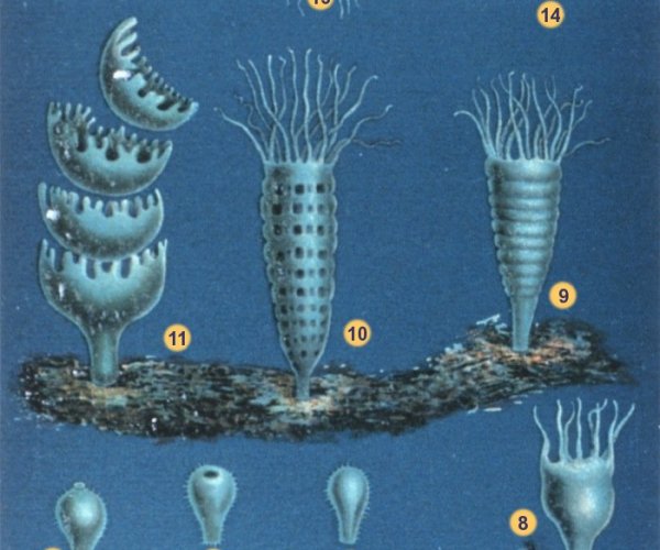 Ученые научились контролировать популяции ушастых медуз