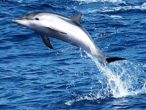 Вполне возможно, что малайские дельфины являются гибридами