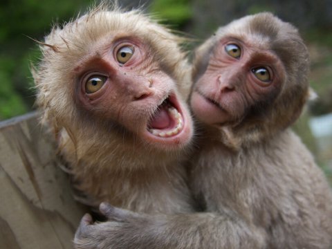 Китайские ученые создали генно-модифицированных приматов