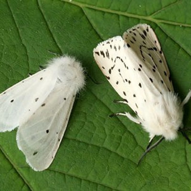 черное насекомое похожее на моль. платяная моль (tineola bisselliella). много моли. моль на одежде. яблоневая горностаевая моль.