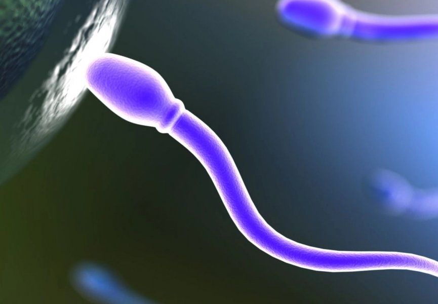 Ученые вырастили сперматозоиды из клеток кожи