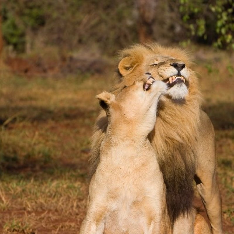 Что значит совокупляться. Любовь у животных спаривание. Львы спариваются. Лев спаривается с львицей. Спаривание Львов.