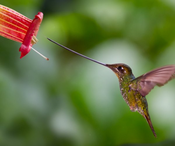 Почему колибри любят сладкий нектар