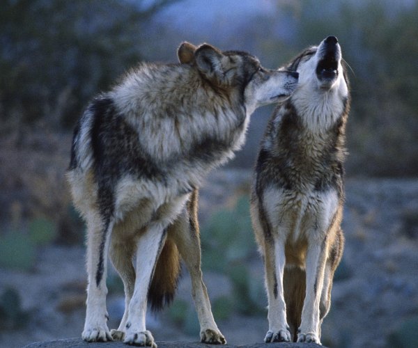 Волки и собаки – кто же демократичнее